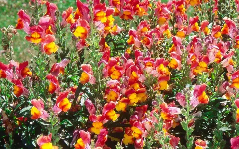 Un parterre de muflier fleur aux couleurs vives, mêlant le rose, le rouge et le jaune, illumine le jardin.