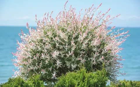 Saule crevette sur tige aux feuilles panachées de blanc et de rose, avec la mer en arrière-plan.