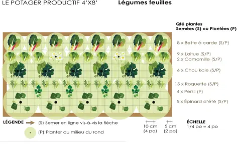 Tableau d'association de légumes pour un potager productif : laitues, bettes, chou kale, roquette, persil, épinards et camomille.