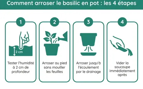 Guide en 4 étapes pour l'arrosage du basilic en pot : tester l'humidité, arroser au pied, jusqu'au drainage, puis vider la soucoupe.