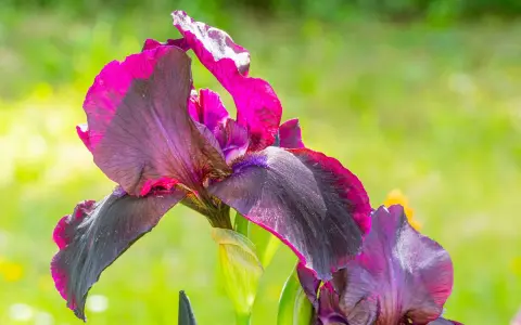 Magnifiques iris aux teintes sombres et fuchsia, prêts à être plantés pour embellir le jardin.