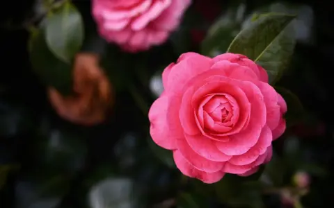 Gros plan d'une fleur de camélia rose vif avec des pétales en couches, sur fond de feuillage sombre.