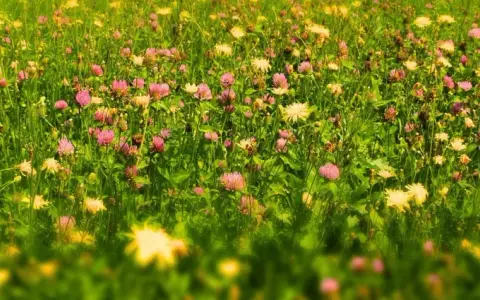 Un gazon fleuri sans tonte, où des trèfles roses et des fleurs jaunes sauvages dansent parmi l'herbe haute.