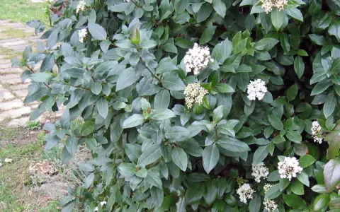 Gros plan sur un laurier tin aux feuilles vertes foncées et aux grappes de fleurs blanches. La taille de ce laurier tin est parfaite pour un petit jardin.