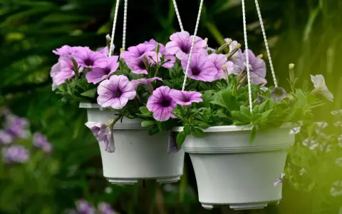 Deux pots suspendus débordent de semis de pétunias aux fleurs violettes et roses, créant un spectacle coloré dans le jardin.