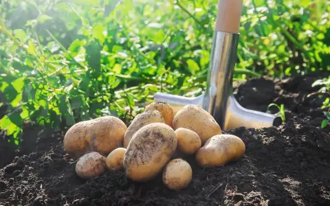 Récolte fraîche de pommes de terre juste sorties de terre, une pelle à proximité. La plantation de pommes de terre promet une belle récolte.