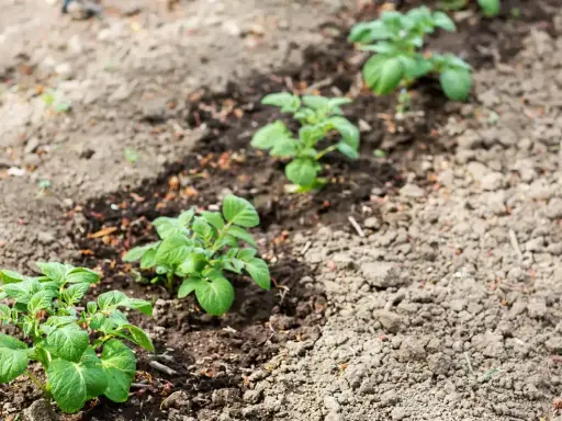 Jeunes plants de pommes de terre poussant dans une terre argileuse, alignés dans un champ.