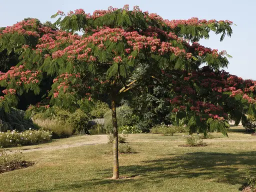 Un arbre d'Albizia en pleine floraison rose vif dans un jardin verdoyant.