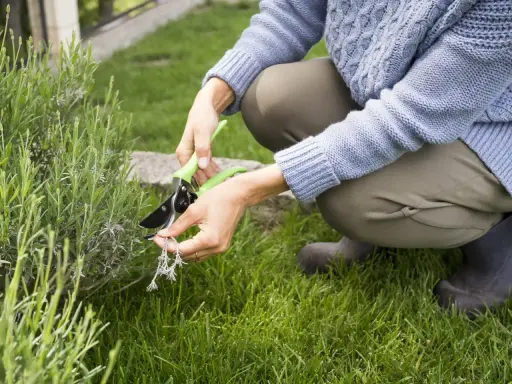 Une personne taille une plante verte avec des ciseaux. C'est le temps de levée du gazon, parfait pour entretenir le jardin.
