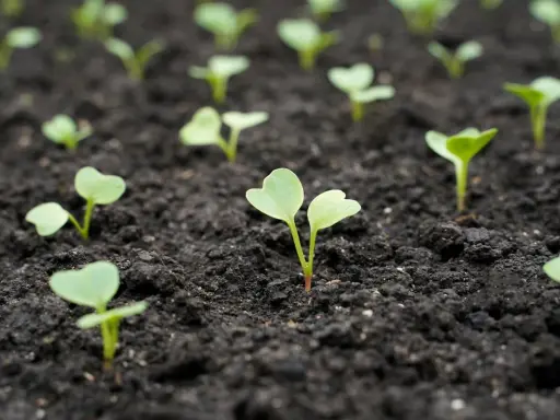 Jeunes pousses de radis, signe que l'on vient de semer des radis. La terre est sombre et humide, prête à nourrir ces petites vies.