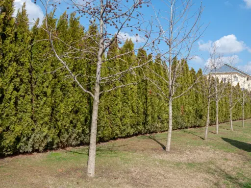 Une haie anti bruit dense et verte borde un jardin avec des arbres dénudés. Au loin, une maison aux toits bleus se dessine.