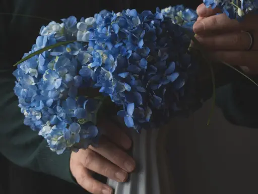 Un bouquet d'hortensias bleus est placé dans un vase gris. Les mains ajustent délicatement les fleurs, comme si elles préparaient la terre pour hortensia.