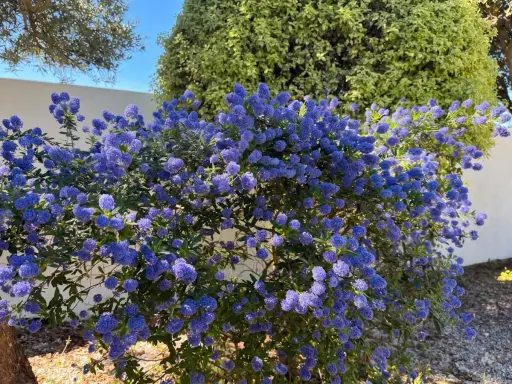 Un buisson de lilas de Californie explose de fleurs bleues vives sous un ciel clair.