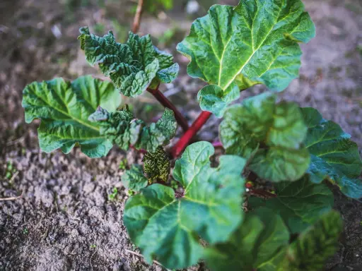 Jeune plant de rhubarbe aux feuilles vertes et nervurées, tiges rouges. Le purin de rhubarbe est un excellent engrais naturel.