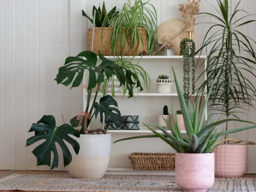 Collection de plantes d'intérieur, dont un Monstera et un Aloe Vera, dans des pots décoratifs. Un coin verdoyant idéal pour une plante extérieur sans entretien.