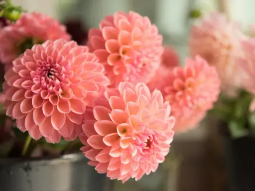 Un bouquet de fleurs dahlia roses, aux pétales délicats et parfaitement arrangés, évoque la douceur de l'été.