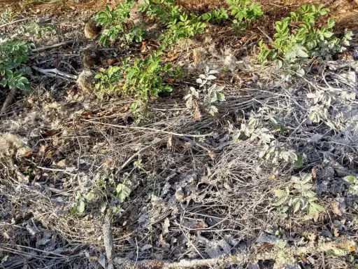 Terre recouverte de brindilles sèches, de feuilles mortes et d'une fine couche de cendre dans un jardin. Quelques pousses vertes émergent.