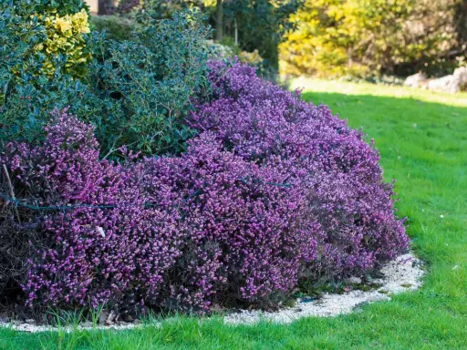 Un tapis de fleurs d'hiver violettes, des bruyères, bordent une pelouse verte et des arbustes persistants.
