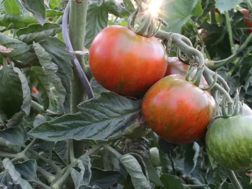 Gros fruits tigrés sur un pied de tomate, certains mûrs et rouges, d'autres encore verts. Le soleil brille à travers les feuilles.