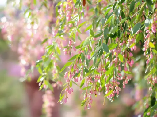 Rameaux de saule crevette avec des feuilles vertes et des grappes de petites fleurs roses, ornées de gouttes d'eau.