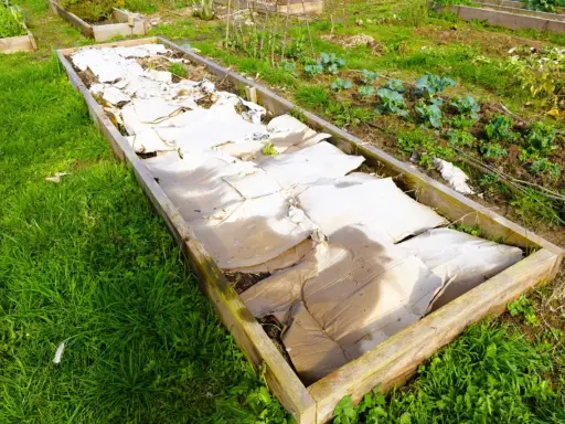 Un carré potager utilise du carton pour couvrir le sol, une astuce pour savoir que mettre au sol pour éviter les mauvaises herbes.