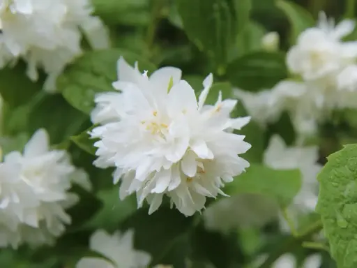 Gros plan sur une fleur de seringat double, ses pétales blancs délicats contrastant avec le feuillage vert. Une taille de seringat bien entretenue.