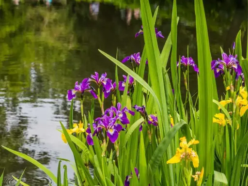 Des iris d'eau violets et jaunes s'épanouissent au bord d'un étang aux reflets verts.
