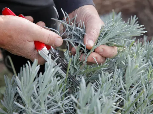 Mains tenant des ciseaux rouges pour la taille lavande. Les tiges grises de la plante sont coupées.