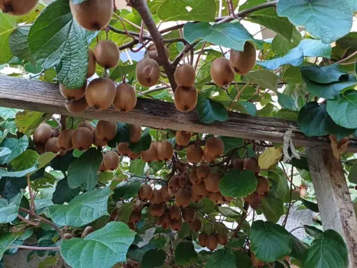 Un kiwi arbre chargé de fruits bruns et duveteux, suspendus à des branches sous un support en bois.