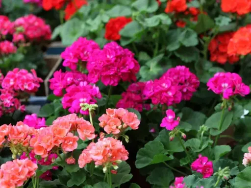 Gros plan sur des géraniums aux couleurs vives, roses, rouges et blancs. L'arrosage des géraniums est essentiel pour leur floraison éclatante.