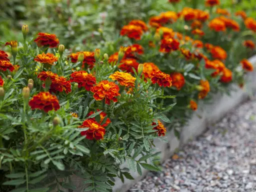 Un parterre d'oeillet d'inde potager aux couleurs vives, rouge et orange, borde un chemin de gravier.