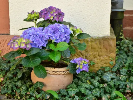 Hortensias bleus et violets dans un pot en terre cuite, entourés de lierre. Idéal pour savoir que planter avec des hortensias.