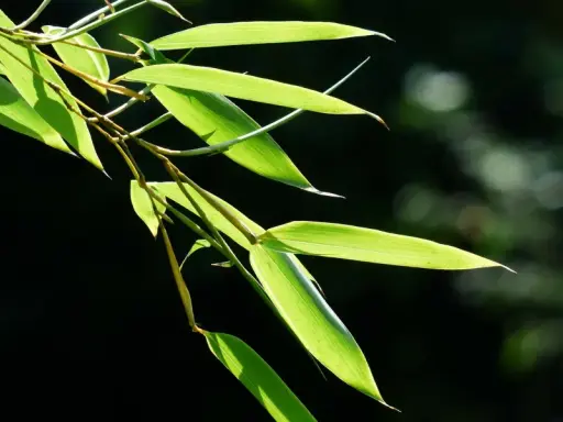 Bouture de bambou aux feuilles vertes translucides, éclairées par le soleil, sur fond sombre et flou.
