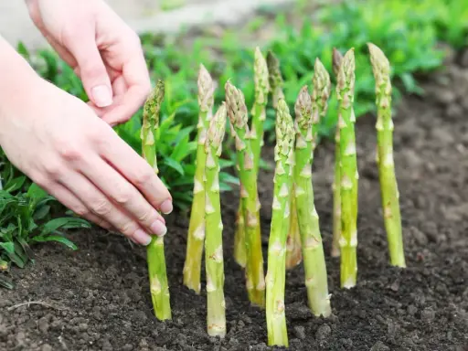 Mains douces ajustant une jeune asparagus plante dans la terre. Les tiges vertes pointent vers le ciel, prêtes à pousser.