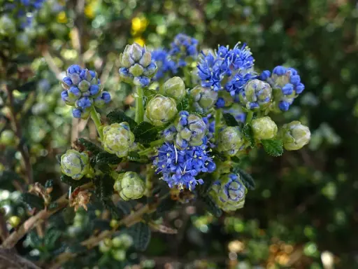 Grappe de fleurs bleues et de bourgeons verts d'un ceanothe rampant, sur fond flou de verdure.