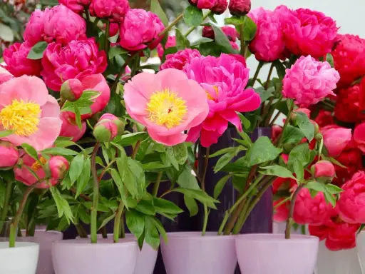 Un bouquet de pivoines roses et fuchsia, certaines en bouton, prêtes à être plantées.