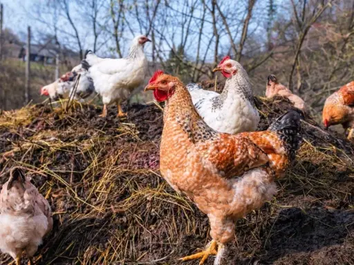 Plusieurs poules picorent sur un tas de fumier de poule, un engrais naturel riche pour le jardin.