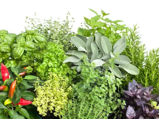 Un assortiment de plantes aromatiques : basilic, persil, sauge, thym, romarin, menthe, origan et piments. Idéal pour savoir quelles plantes aromatiques planter ensemble.