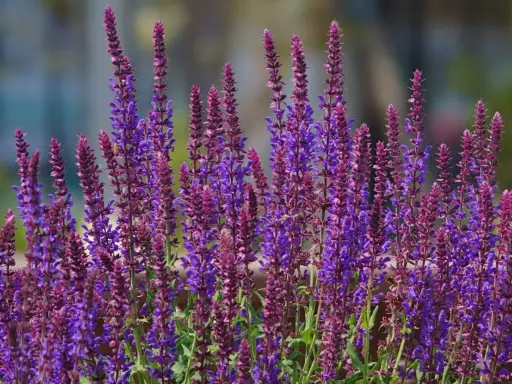 Épis de sauge ornementale aux teintes violettes et pourpres, se dressant fièrement dans un jardin ensoleillé.