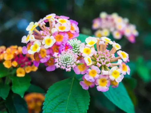 Grappes de fleurs de lantana camara aux couleurs vives, rose, jaune et blanc, sur fond vert sombre.