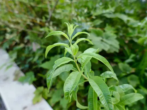 Une tige de verveine citronnelle aux feuilles vertes vives pousse dans un jardin.