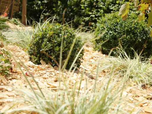 Un jardin avec des buis et des graminées sur un paillage de copeaux de bois. Un choix esthétique et pratique pour savoir quel paillage choisir.