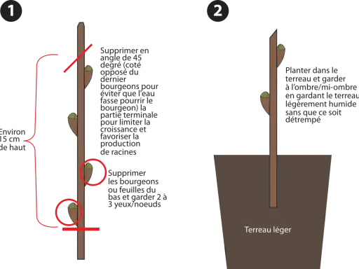 Illustration montrant la préparation d'une bouture d'arbuste et sa plantation.