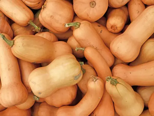 Un tas de courges butternut, certaines allongées, d'autres plus rondes, prêtes à être cuisinées.