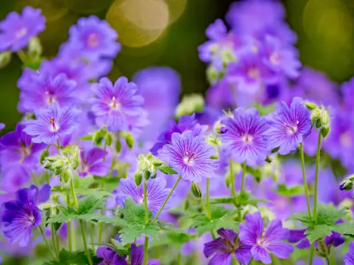 Un parterre de fleurs violettes, des géraniums vivaces aux pétales délicats, s'épanouissent sous un doux soleil.