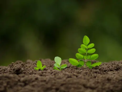 Trois jeunes pousses vertes émergent du sol brun, symbolisant la croissance et le début d'un projet, comme semer gazon.
