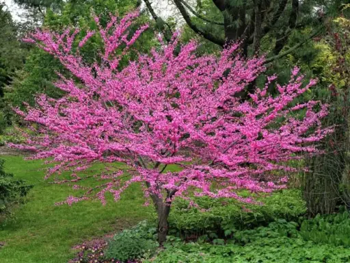 Arbre de Judée en fleurs, malgré ses inconvénients, offre un spectacle magnifique. Ses branches chargées de fleurs roses illuminent le paysage verdoyant.