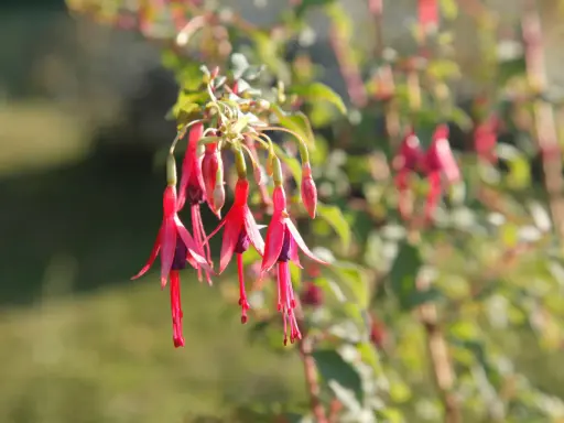 Grappe de fleurs de fushia aux pétales rouges vifs et au cœur violet, pendantes comme des clochettes.