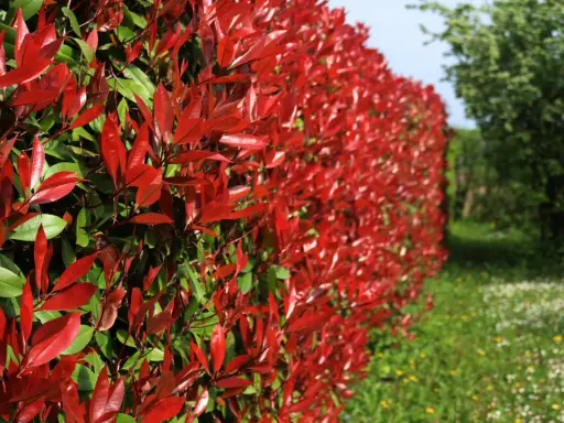 Haie de Photinia aux feuilles rouge vif et vertes, avec un champ fleuri en arrière-plan.