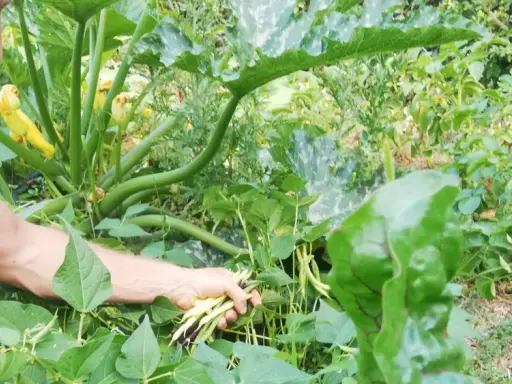 Un jardinier récolte des haricots verts et jaunes, prêts à être semés pour une nouvelle récolte.